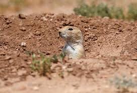 Cubicle and open office etiquette aren't mentioned enough. If you work in a cubicle or an open office workspace you're aware of the extra demands your surroundings put on you being able to enjoy your job and complete your work. Here are 7 etiquette tips for open office and cubicle workspaces that will help you navigate your day with ease and graciousness! #cubicle #openoffice #openofficeetiquette #cubicleetiquette #worketiquette #worksuccess #manners #etiquette #mannersmentor #maraleemckee