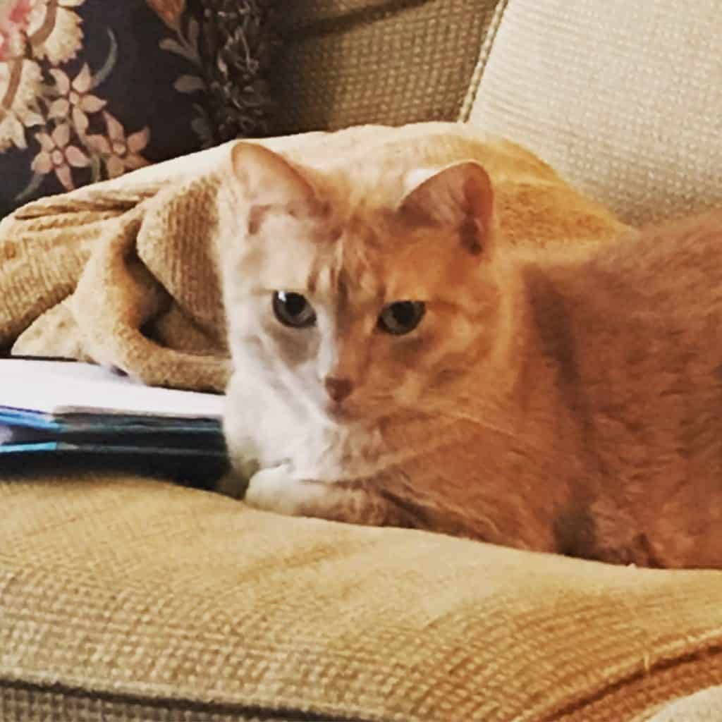 Lola on the Sofa Watching Milo